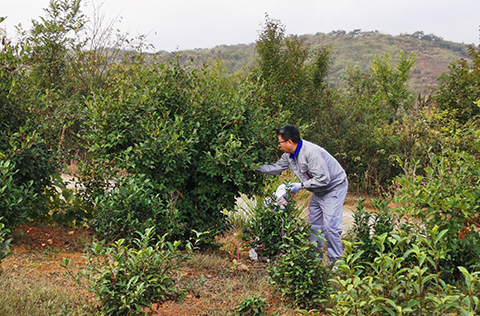 東旭藍(lán)天：以技術(shù)驅(qū)動(dòng)業(yè)務(wù) 引領(lǐng)金寨茶油產(chǎn)業(yè)發(fā)展